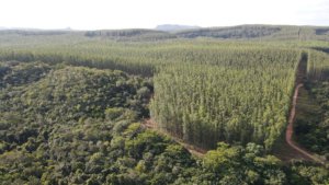 Cambiamento climatico e deforestazione