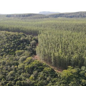 Vera Financial (Cattolica) e Banco Bpm lanciano il progetto “Una polizza, un albero”