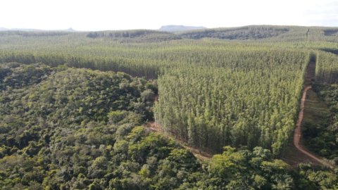 Vera Financial (Cattolica) e Banco Bpm lanciano il progetto “Una polizza, un albero”