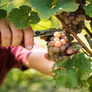 Chiaretto y Bardolino: fin de semana en la bodega para descubrir los vinos del lago de Garda