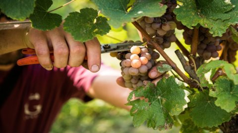 Chiaretto e Bardolino: fim de semana na adega para descobrir os vinhos do Lago de Garda