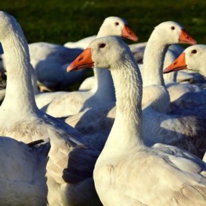 持続可能な食品：ガチョウを救う研究所で生産されたフランス産フォアグラ