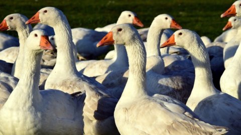 Nachhaltige Lebensmittel: aus Frankreich eine Gänseleberpastete, die in einem Labor hergestellt wird, das Gänse rettet