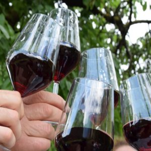 Vinhos: dez dias para conhecer o Teroldego Rotaliano, um vinho com muitas caras