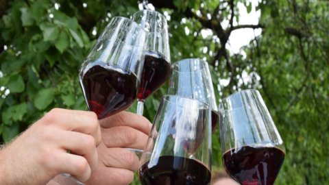 Vinos: diez días para conocer Teroldego Rotaliano, un vino con muchas caras