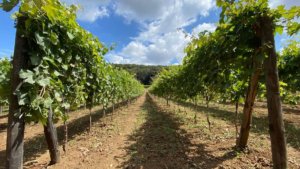 La vigna del Re Borbone a Caserta