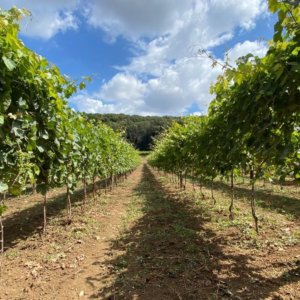 Rivive il Vino dei Borbone, la prima vendemmia del Pallagrello nella Reggia di Caserta