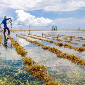 Cibo, salute, ripresa: al Food Summit Onu la svolta alimentare