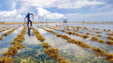 Food, health, recovery: the food turning point at the UN Food Summit