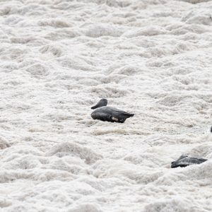 Вода на фотографиях с Зеленого фестиваля в Сан-Марино