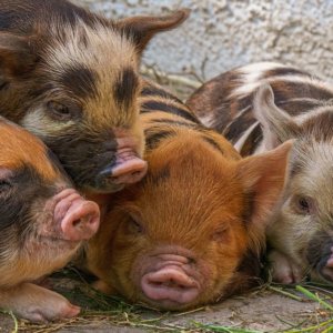 Carne rosa: agora existe uma cadeia de porcos que fala italiano certificado