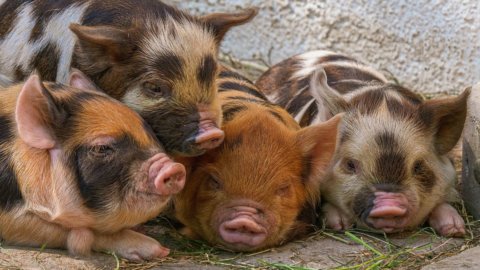 Rosa Fleisch: Jetzt gibt es eine Schweinekette, die zertifiziertes Italienisch spricht