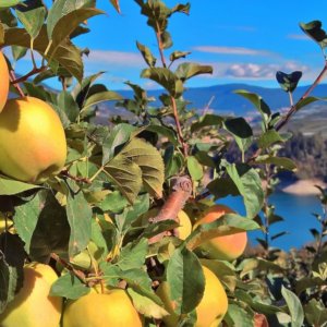 Distretti, export oltre il pre-Covid: in vetta mobili e mele del Trentino