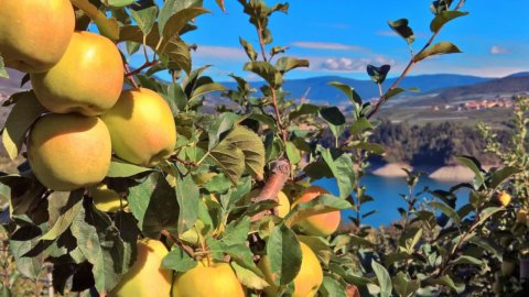 Distretti, export oltre il pre-Covid: in vetta mobili e mele del Trentino