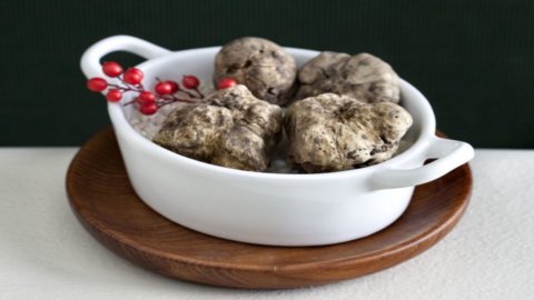 The white truffle marries the Dolcetto at the Ovada Fair