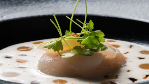 Chef Giacomo Ignelzi's recipe: Scallop ceviche between Italy and Japan