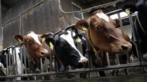Efsa: via libera all’additivo per mangimi che riduce il metano