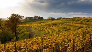 Vigneti friuli Venezia Giulia