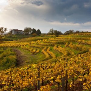 Vino: per gli enoturisti del Friuli Venezia Giulia un passaporto con degustazioni gratuite