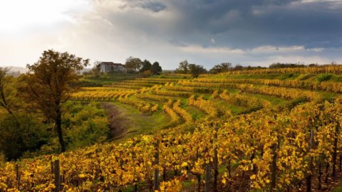 Vino: un pasaporte con degustaciones gratuitas para los enoturistas de Friuli Venezia Giulia