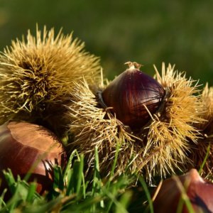 La castaña: un planeta por redescubrir, del fruto al árbol, pasando por su potencial económico