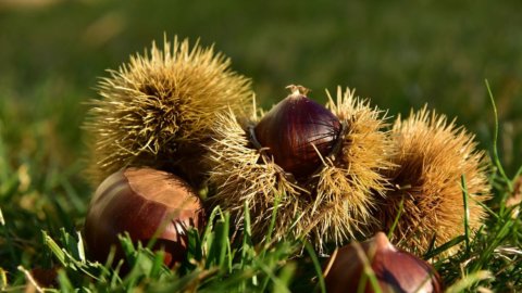 La castaña: un planeta por redescubrir, del fruto al árbol, pasando por su potencial económico