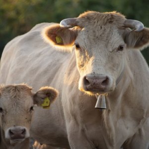 Carne producida en el laboratorio: Coldiretti al ataque, es todo menos saludable y ecologista