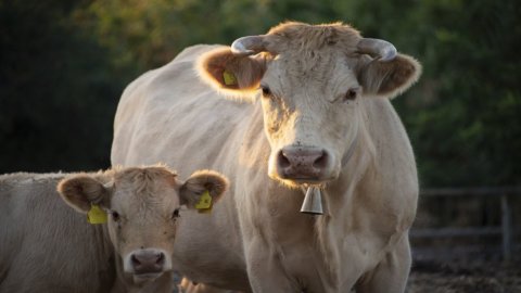 Carne produzida em laboratório: Coldiretti no ataque, é tudo menos saudável e ambientalista