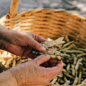 Mormanno'nun poverello fasulyesi (ama sadece ismen) yeni Slowfood başkanlığıdır.