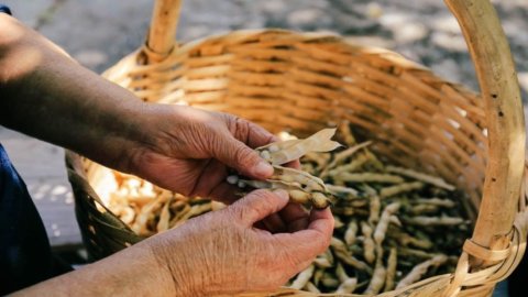 Kacang poverello (tetapi hanya namanya) dari Mormanno adalah presidium Slowfood baru