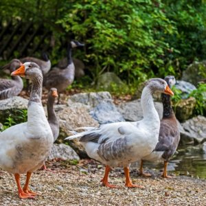 În Mirano un târg pentru a gusta gâscă în San Martino apoi toată lumea în piață pentru "Zogo" de gâscă