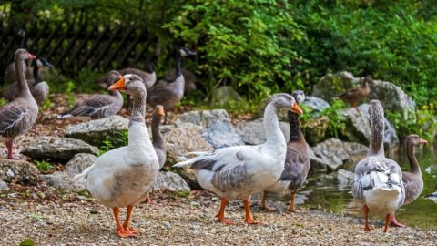 In Mirano eine Messe, um die Gans zu probieren, in San Martino dann alle auf dem Platz für das "Zogo" der Gans