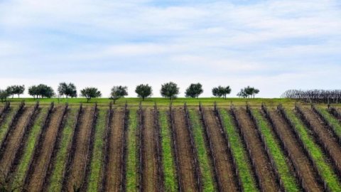 Şarap: Oltrepò Pavese, mezheplerinin uluslararası yayılmasını hedefliyor