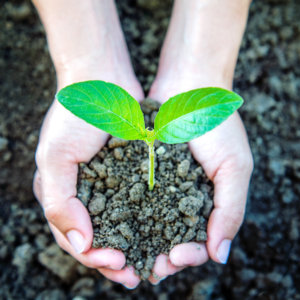 Tim annuncia la carbon neutrality dei siti web del gruppo
