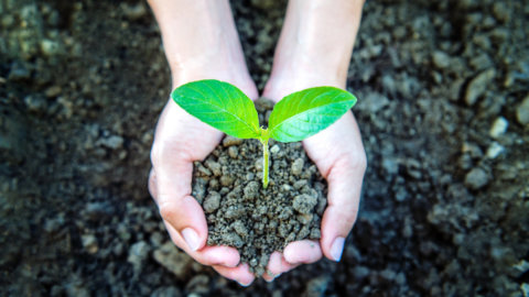 Tim annuncia la carbon neutrality dei siti web del gruppo