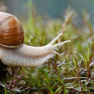 Les escargots deviennent de plus en plus populaires, et pas seulement sur la table, mais la production ne suffit pas