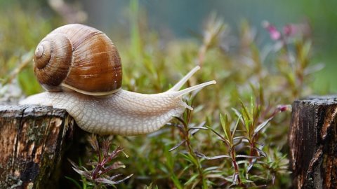 Siput menjadi semakin populer, dan tidak hanya di atas meja, tetapi produksinya tidak cukup