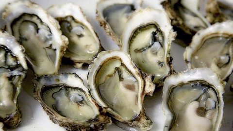 Oysters: اٹلی-فرانس ڈربی بھی سمندر میں کھیلی جاتی ہے۔