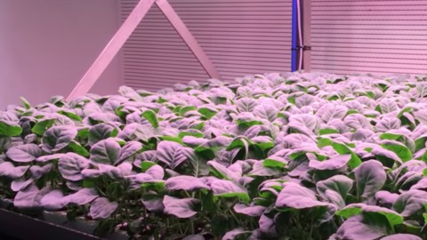 Planet Farms, in Brianza insalate e erbe aromatiche dalla più grande serra verticale d’Europa