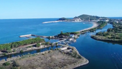 Bottarga Reale d'Ogliastra: Emas Sardinia mulai 400 euro per kilo