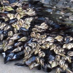 Percebes, monster laut rasa udang yang disukai koki hebat