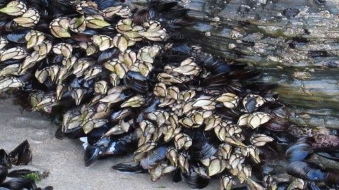 Percebes, die kostbaren Seeungeheuer mit Garnelengeschmack, die von großen Köchen geliebt werden