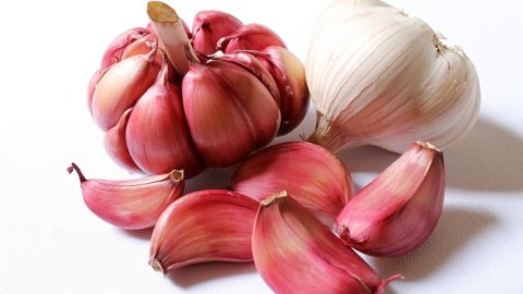 Red garlic from Nubia: gem of Sicily protagonist of pesto alla trapanese