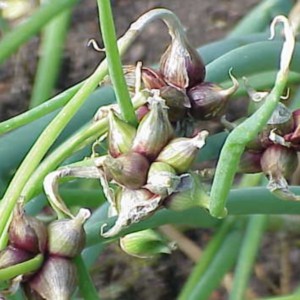 Oignon égyptien : de Ligurie un légume pour toutes les saisons