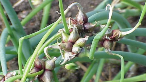 Cebola egípcia: da Ligúria um vegetal para todas as estações