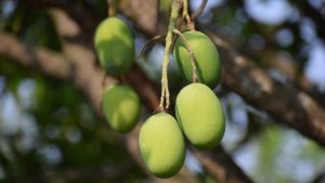 Mango, boom di frutta tropicale