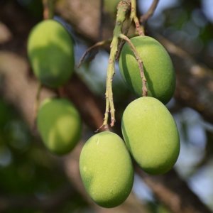 Südfrüchte-Boom in Italien: Siziliens Königin der Mangos Made in Italy