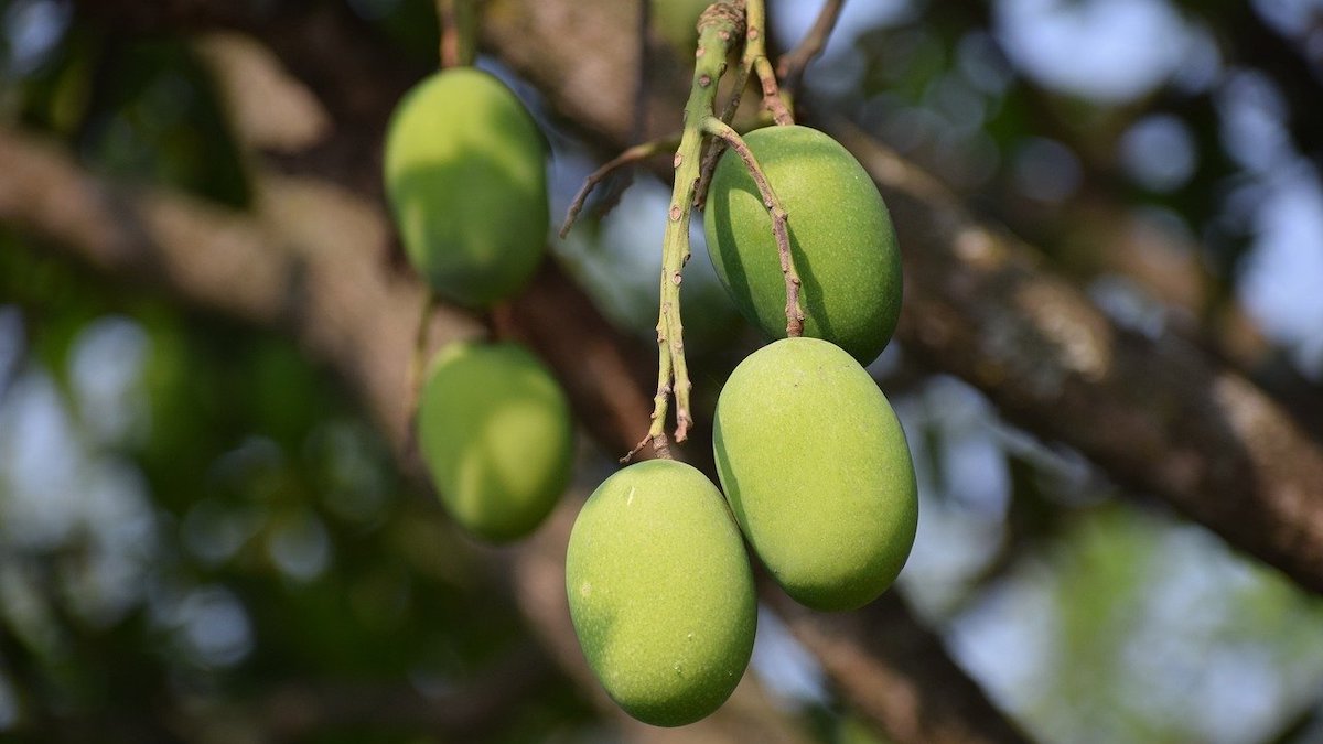 Mangue d'Europe sans fibre 0 | Sebala Fruits