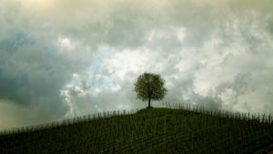 Albero su un campo coltivato