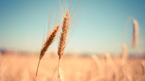 Ukrainian wheat: first agreement to unblock Odessa but Russia hammers Donbass